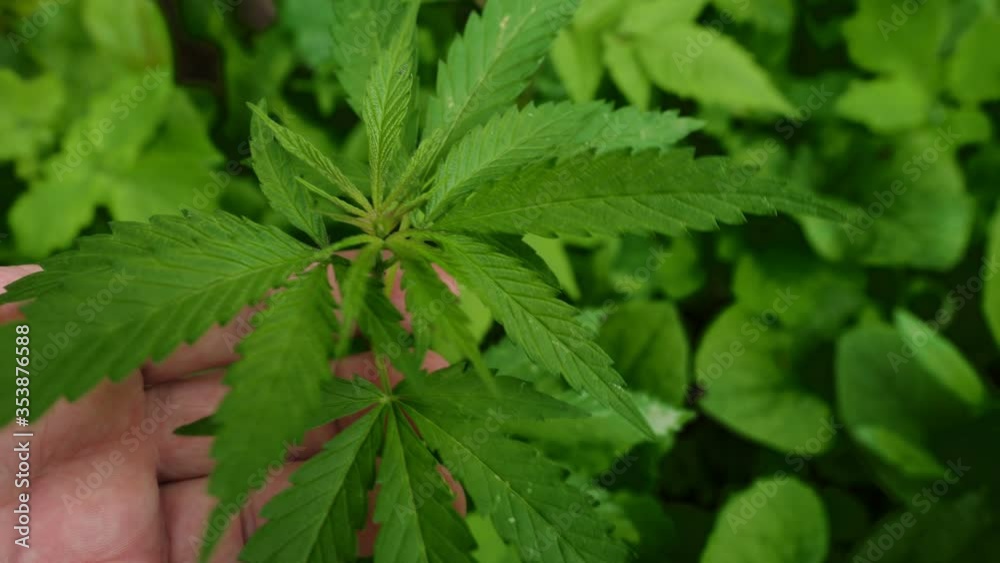 medical canabis, grade sativa hands medical canabis, grade sativa hands