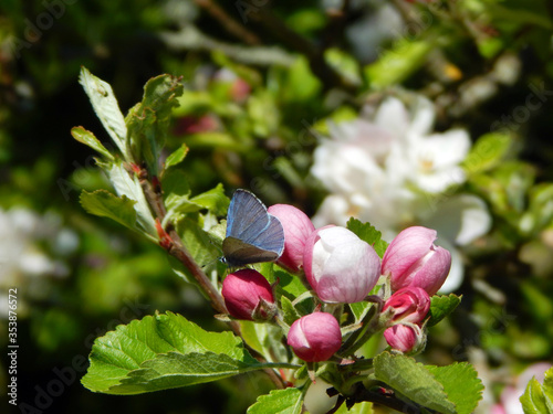 Macro close-up photograph of the unopened blossom buds and leaves of a domestic apple tree (Malus domestica) with Adonis Blue Butterfly (Polyommatus bellargus) in Spring