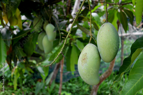 Mango tree in India, heavy with fruits