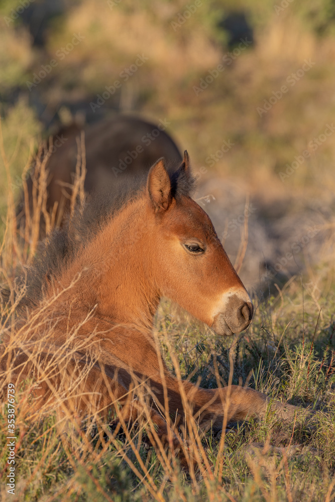 Fototapeta premium Cute Wild Horse Foal in Spring in the Utah Desert