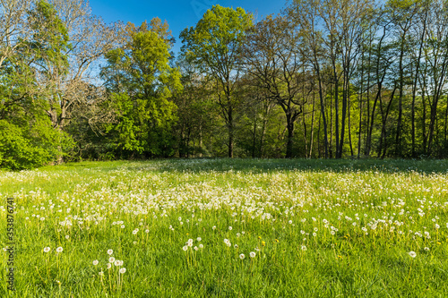 Fototapeta Naklejka Na Ścianę i Meble -  landscape in thuringia in springtime