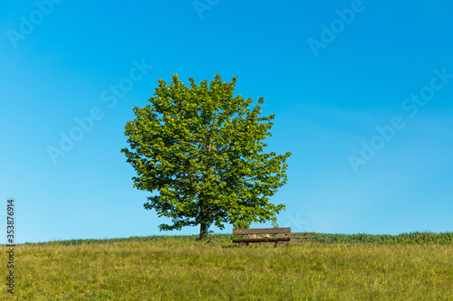 bank for a rest and a lonesome tree