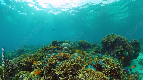 The underwater world of coral reef with fishes at diving. Coral garden under water. Panglao, Bohol, Philippines.
