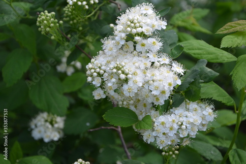 Spring - a flowering white meadowsweet. White small flowers (Thunbergs meadowsweet). photo