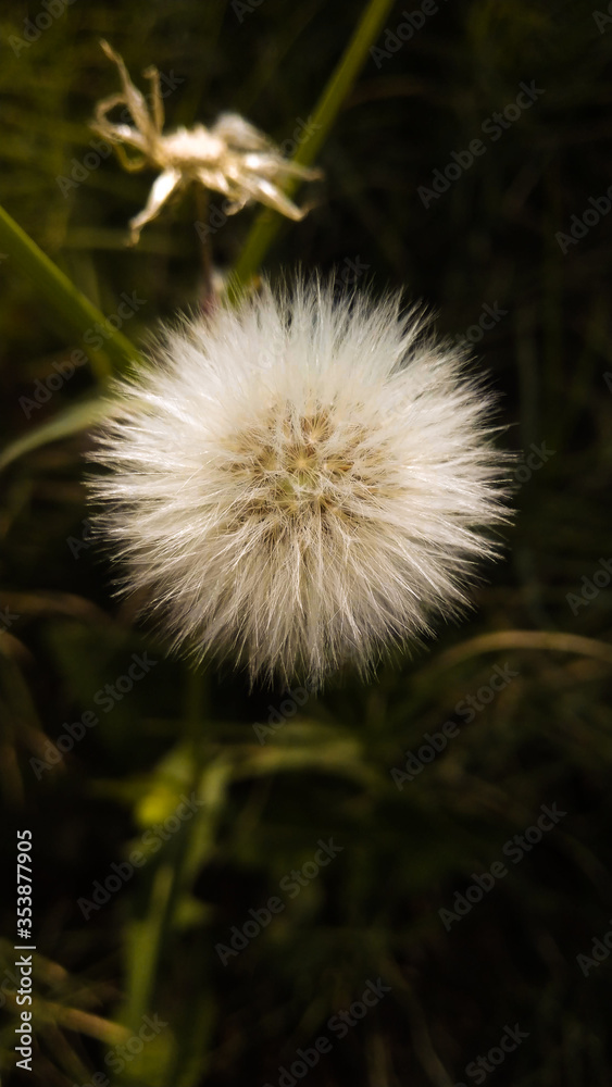 dandelion seed head
