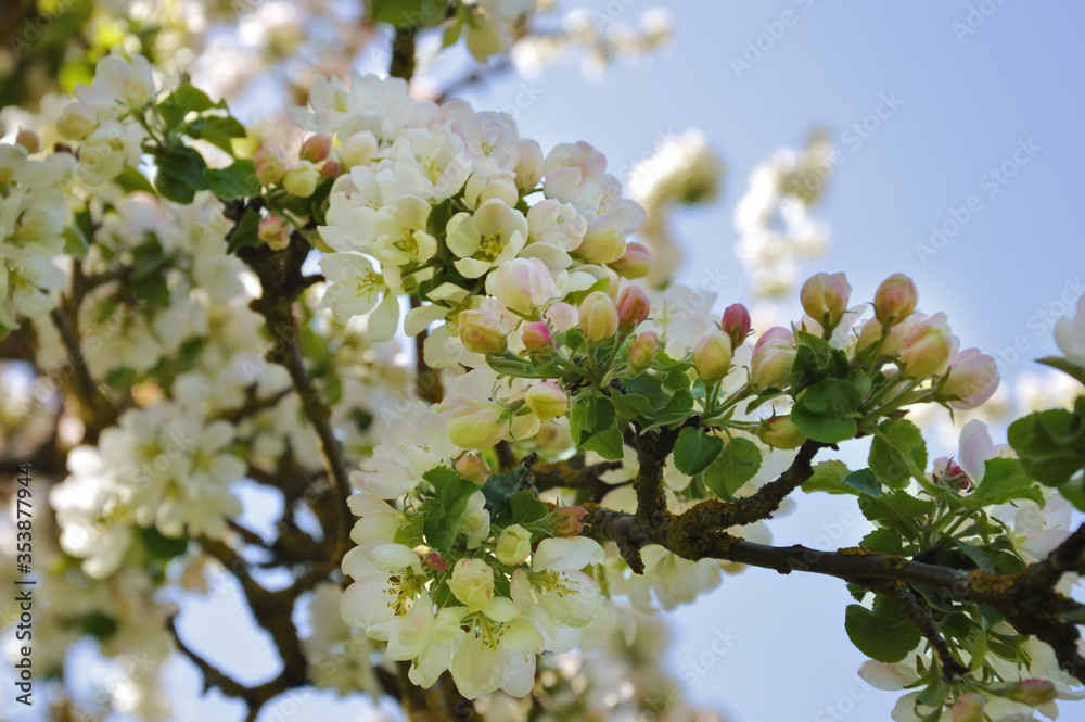 blooming Apple tree. beautiful white flowers on a tree. nature in the Park in spring. flowers in the sun. blooming Apple tree. beautiful white flowers on a tree. nature in the Park in spring. flowers in the sun.