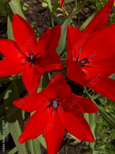 Beautiful red Tulips in the summer garden  