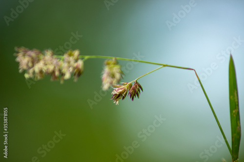 macro,nature,green,brown,yellow