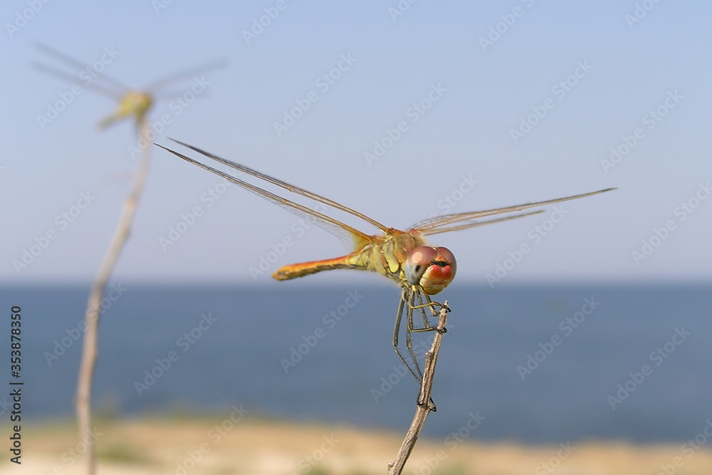 Dragonfly on dry branches against the background of the sea Dragonfly on dry branches against the background of the sea