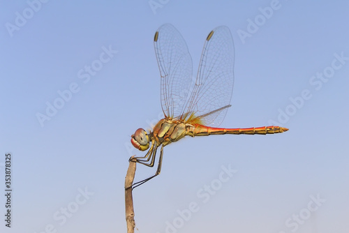 Dragonfly on dry branches against the sky