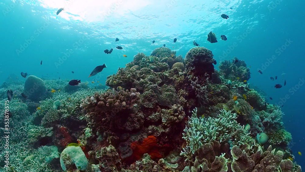 Naklejka premium Tropical fishes and coral reef underwater. Hard and soft corals, underwater landscape. Panglao, Bohol, Philippines.