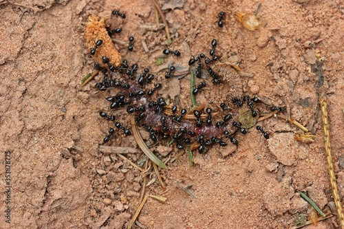  Wegameisen  Lasius  mit erbeutetem Regenwurm