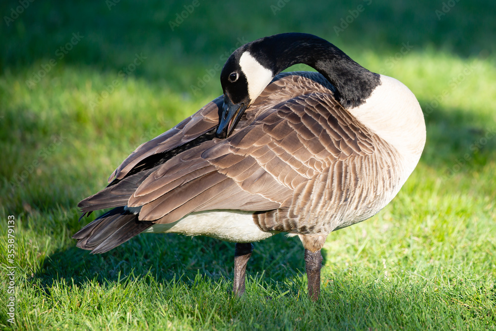 Adult canada goose (Branta canadensis) cleaning himself in Wausau, Wisconsin during the spring Adult canada goose (Branta canadensis) cleaning himself in Wausau, Wisconsin during the spring