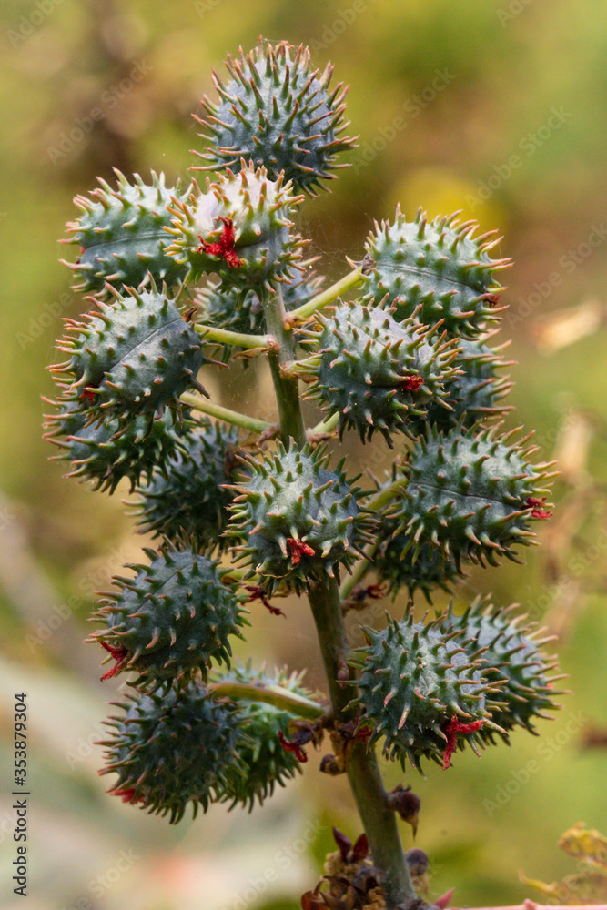 Früchte der Borstendolde (Webb's Hedge-Parsley) Früchte der Borstendolde (Webb's Hedge-Parsley)