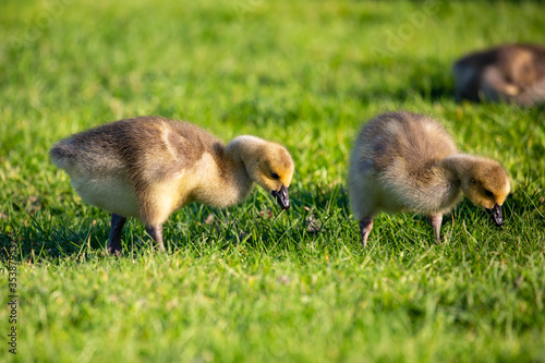 Canada goose (Branta canadensis) goslings in Wausau, Wisconsin eating and looking for foof during the springtime © mtatman