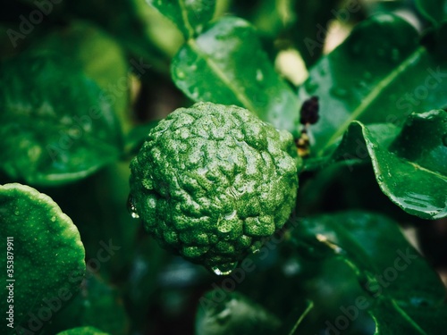Fresh bergamot fruits on the tree. Can be used for cooking.Bergamot with water droplets  photo