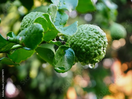 Fresh bergamot fruits on the tree. Can be used for cooking.Bergamot with water droplets 