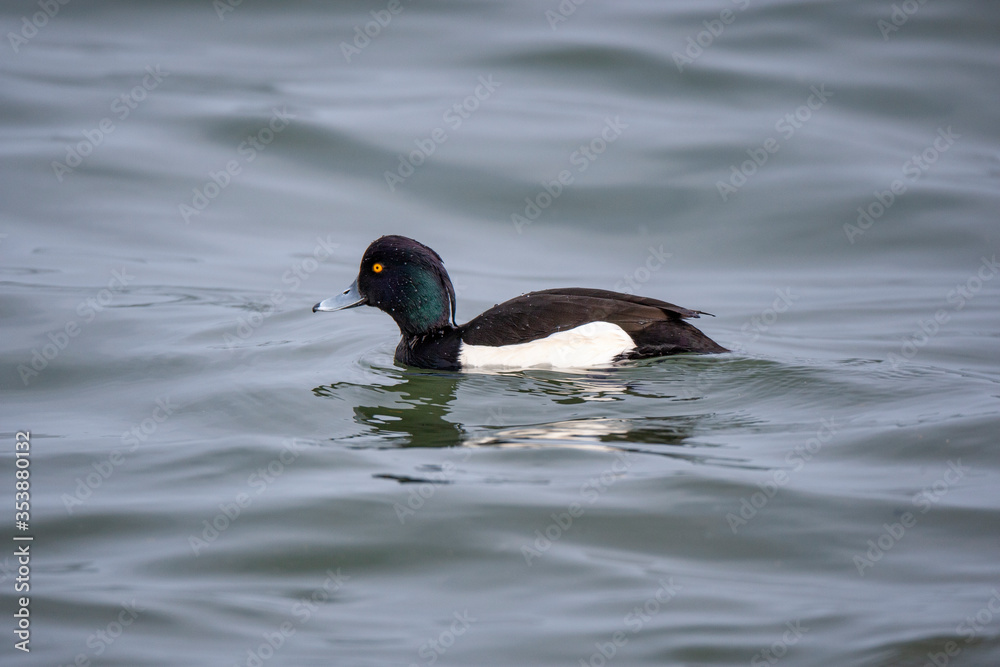 Tufted Duck (Aythya fuligula) bird in natural field and wildlife nature. Tufted Duck (Aythya fuligula) bird in natural field and wildlife nature.