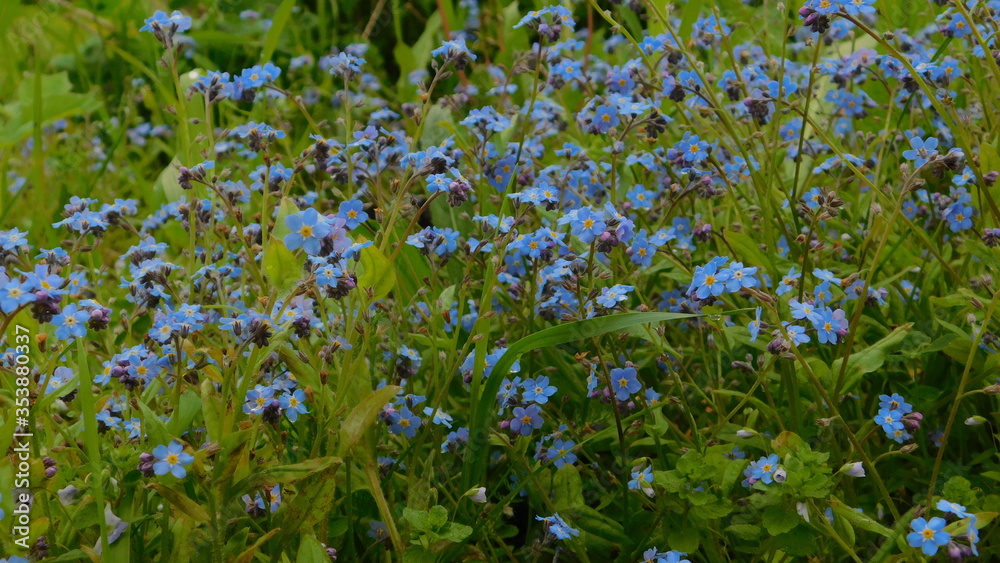 blue glade of blooming forget-me-nots blue glade of blooming forget-me-nots