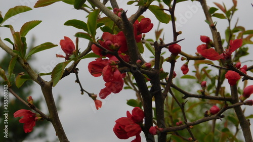 Japanese quince flower close up