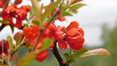 Japanese quince flower close up