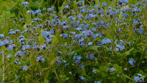 blue glade of blooming forget-me-nots