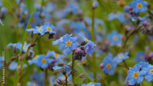 blue forget-me-not flower close-up