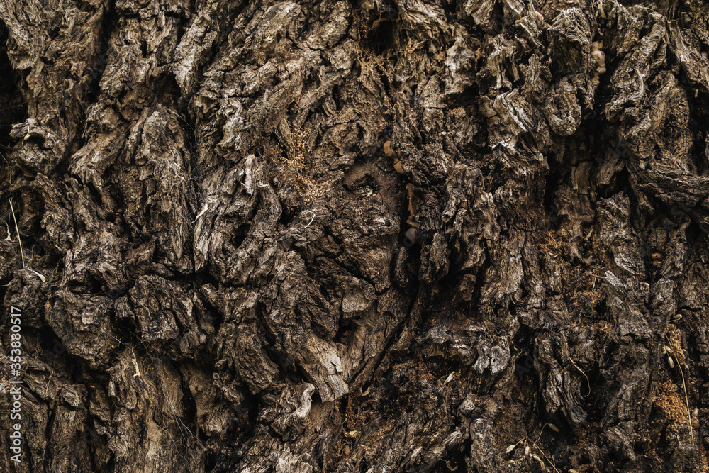 Old tree bark close up Old tree bark close up