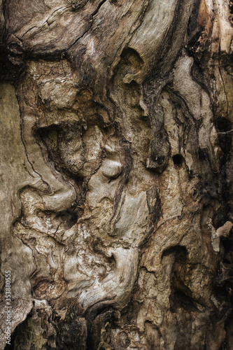 Old tree bark close up