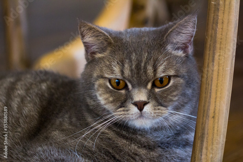 close up of cat kitten