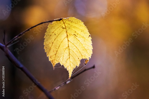Yellow dry leaf on a branch in the autumn forest on a blurred background