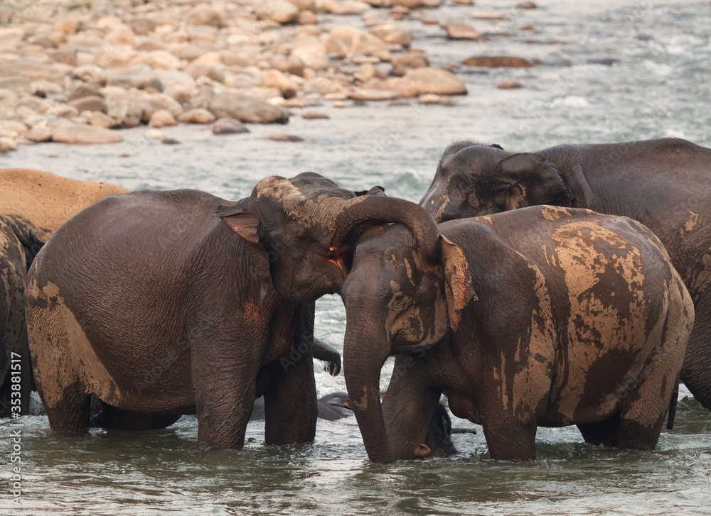 Elephants playing while crossing the Ramganga river at Jim Corbett Wildlife National park