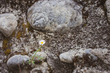 Small camomile in grey stones filtered. Beautiful whire flower in rocks. Blooming daisy flower. Summer nature wallpaper. Romance and purity concept. Wildlife background. Lonely small camomile. 