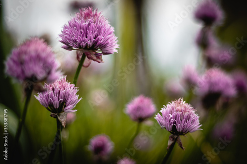 Close up of blooming chives