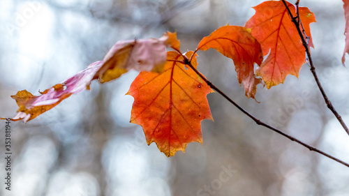 Red oak branch with autumn leaves on a blurred background
