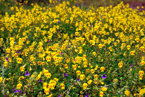 field of yellow dandelions