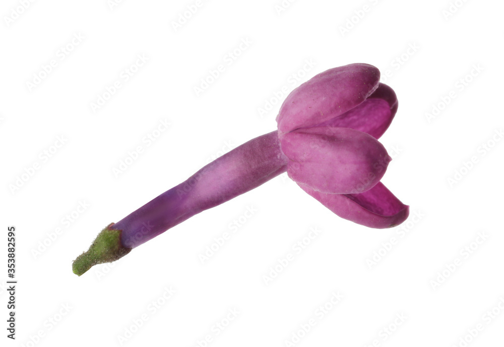 Naklejka premium Beautiful purple lilac blossom isolated on white