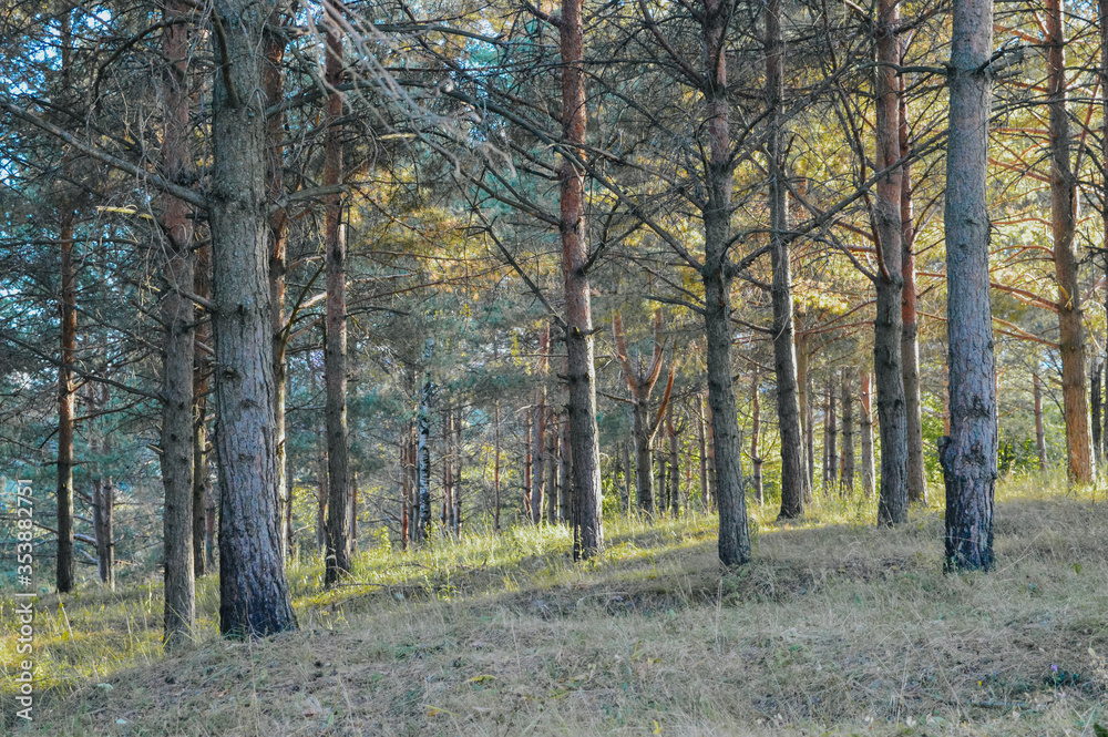 Fototapeta premium autumn in the woods