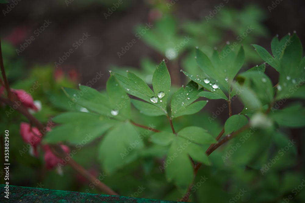 green leaves with dew drops
green leaves with dew drops