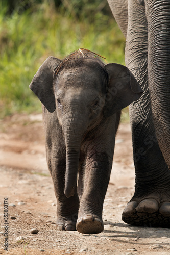 Juvenile elephant walking along side of mother  Jim Corbett National Park