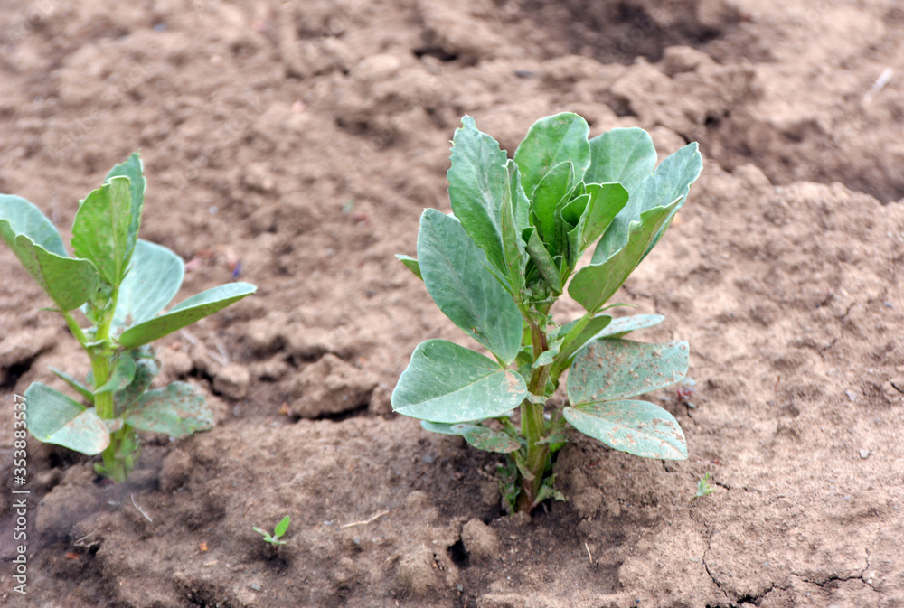 Horse bean (Vicia faba) grows in the soil Horse bean (Vicia faba) grows in the soil