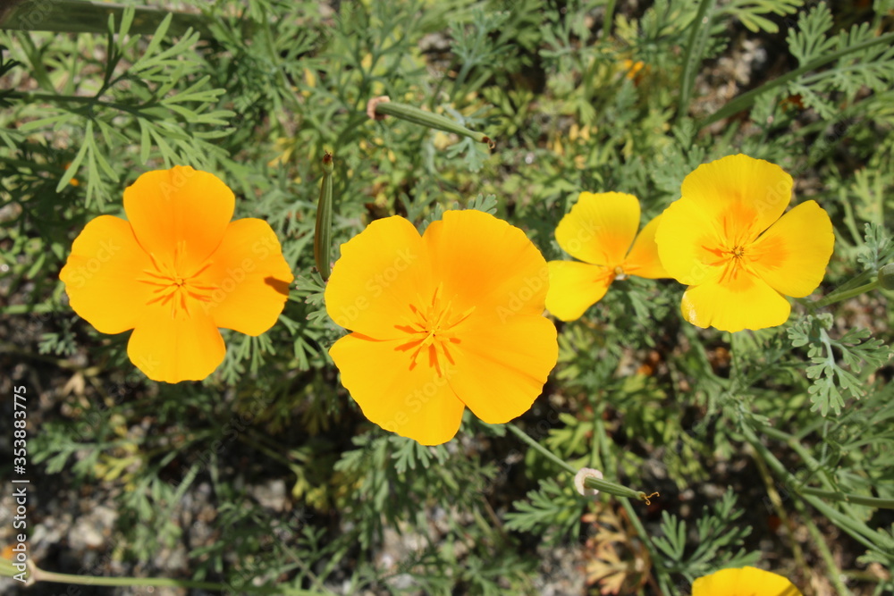 Yellow Yellow