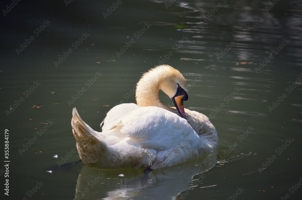 Fototapeta premium White swan