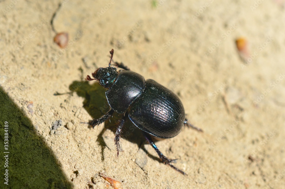 Geotrupes is a genus of earth-boring scarab beetles Geotrupes is a genus of earth-boring scarab beetles