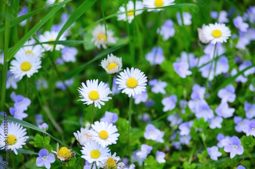 Veronica chamaedrys and daisies at the meadow