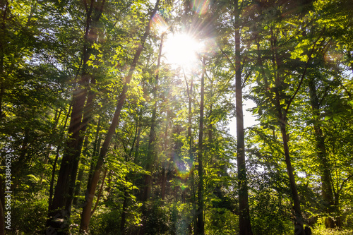 Sun shining through the Forest  with Sunbeams and Lens Flare  in a Green Environment 