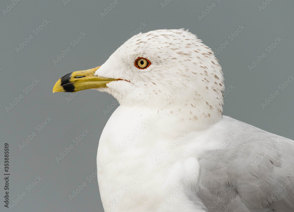 Portrait of a Ring-billed Gull Portrait of a Ring-billed Gull