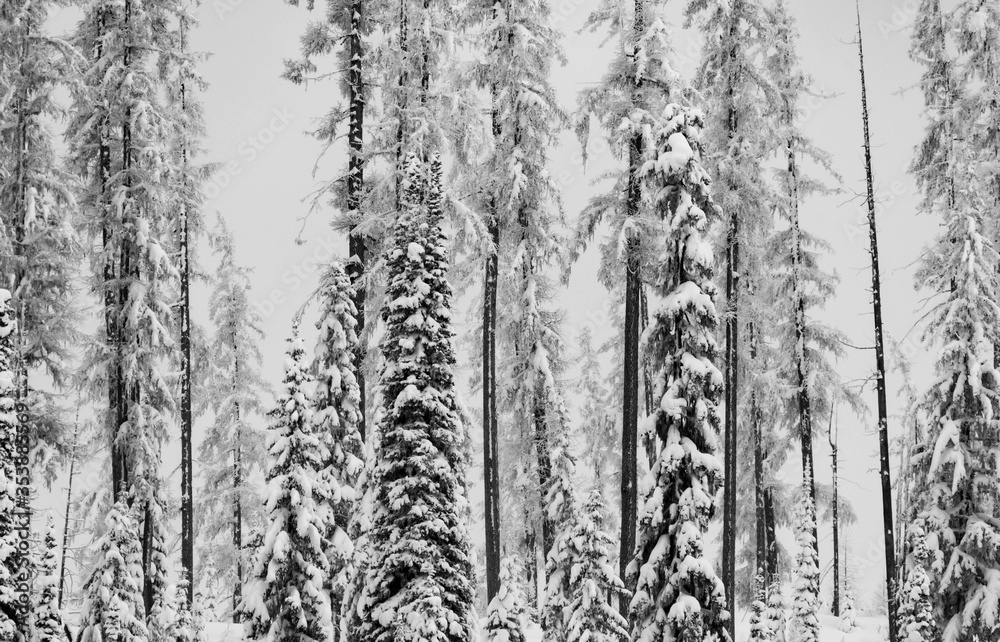 Snowy Woods at Lolo Pass
