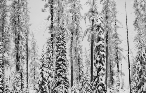 Snowy Woods at Lolo Pass © Jody