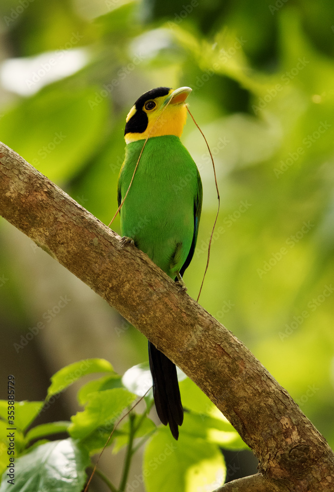Long-tailed broadbill with straw in bill Long-tailed broadbill with straw in bill
